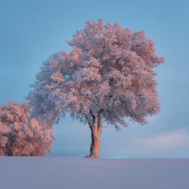 Muurdecoratie fotoschilderij bloemen boom sneeuw